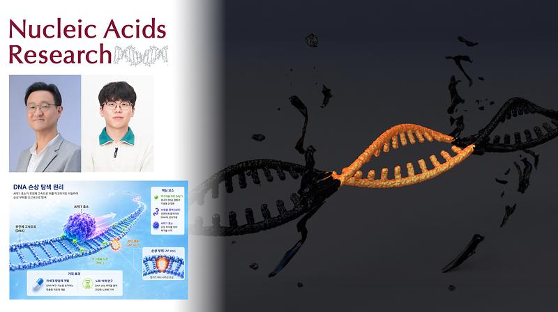 Unveiling the Mechanism of Ultra-Fast DNA Repair Unlocks New Possibilities in Genetics